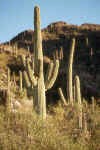 Tucson-Saguaro.jpg (38391 bytes)